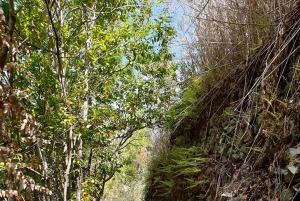 Gran Canaria: excursión al Bosque de la Laurisilva