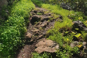 Gran Canaria: Excursion to the Laurisilva Forest