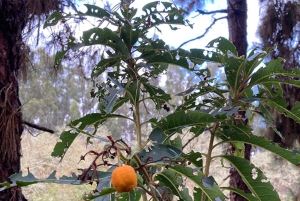 Gran Canaria: Excursion to the Laurisilva Forest