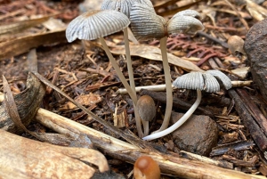 Gran Canaria: Excursion to the Laurisilva Forest