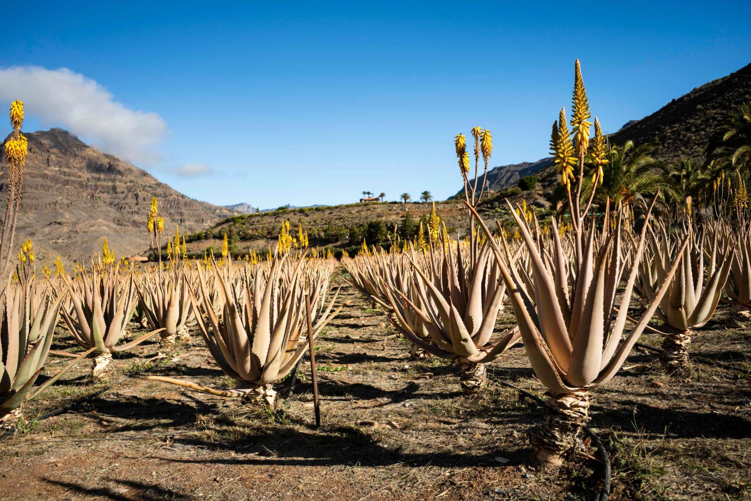 Gran Canaria from the Heights: Fataga and Tejeda