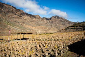 Gran Canaria from the Heights: Fataga and Tejeda