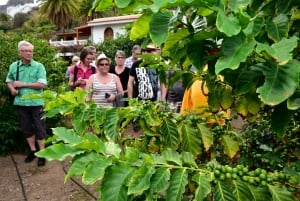 Gran Canaria: Gran Vuelta a la Isla en autobús con traslados