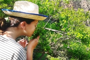 Gran Canaria: Green Witchcraft in the Magic Island