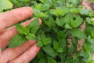 Gran Canaria: Green Witchcraft in the Magic Island