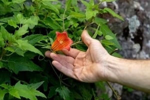 Gran Canaria: Green Witchcraft in the Magic Island