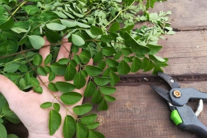 Gran Canaria: Green Witchcraft in the Magic Island