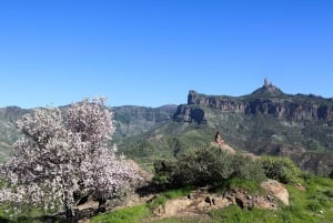 Gran Canaria Highlights Full-Day Tour by Bus