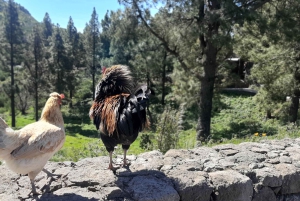 Gran Canaria: Highlights & hidden gems with Sky Rebels