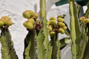 Casa histórica de Gran Canaria con plantación de mangos en Mogán.