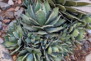 Casa histórica de Gran Canaria con plantación de mangos en Mogán.