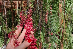Casa histórica de Gran Canaria con plantación de mangos en Mogán.