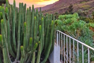 Casa histórica de Gran Canaria con plantación de mangos en Mogán.