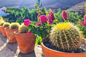 Casa histórica de Gran Canaria con plantación de mangos en Mogán.