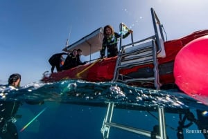 Gran Canaria:Vive una Aventura y Aprende a Bucear con Expertos