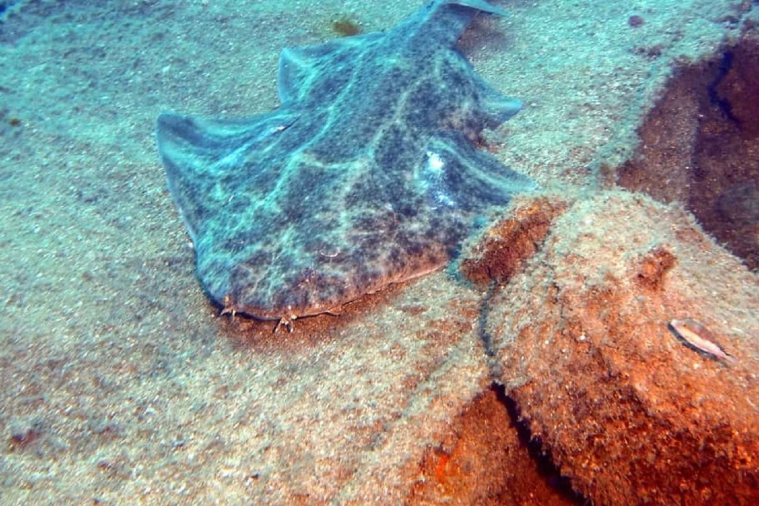 Gran Canaria: Morning Scuba Dive