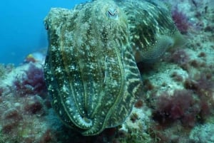 Gran Canaria: Morning Scuba Dive