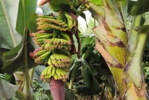 Gran Canaria: Paragliding Flight & Banana Plantation Tour