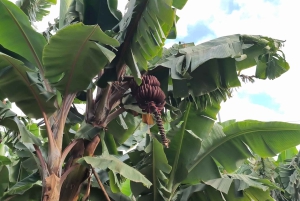 Gran Canaria: Paragliding Flight & Banana Plantation Tour