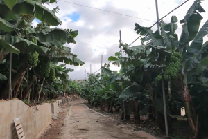 Gran Canaria: Paragliding Flight & Banana Plantation Tour