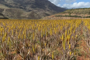 Gran Canaria Peaks in Minibus: Firgas, Teror, Aloe Vera tour