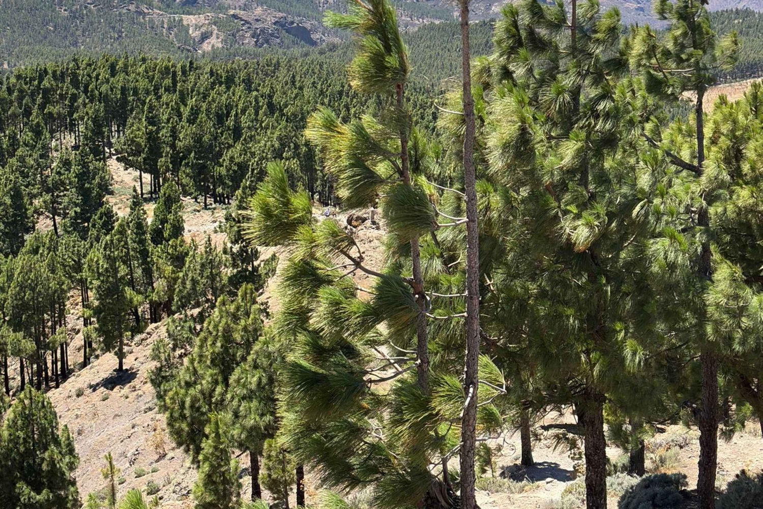 Gran Canaria: Pico de las Nieves and Tejeda Day Trip