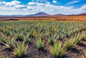 Gran Canaria: Private Full-Day Tour
