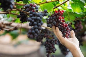 Gran Canaria: Tour del Ron, los Vinos y el Plátano