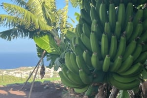 Gran Canaria: Tour del Ron, los Vinos y el Plátano
