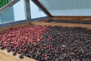 Gran Canaria: Tour del Ron, los Vinos y el Plátano