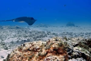 Buceo en Gran Canaria: Paquete de 1 día y 2 inmersiones