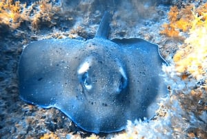 Gran Canaria: Buceo para principiantes