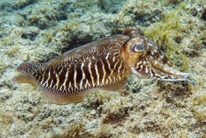 Gran Canaria: Buceo para principiantes