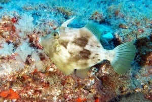 Gran Canaria: Buceo para principiantes