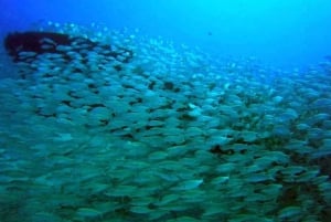 Gran Canaria: Buceo para principiantes