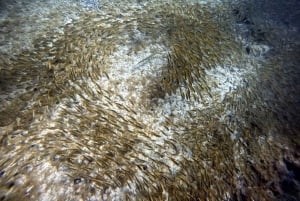 Gran Canaria: Buceo para principiantes