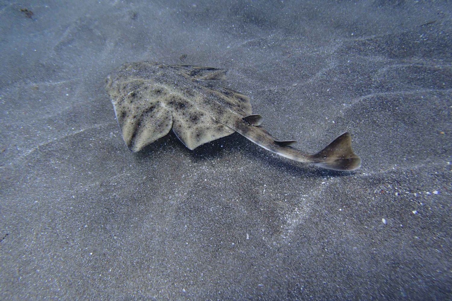 Gran Canaria Scuba Diving for Certified Divers
