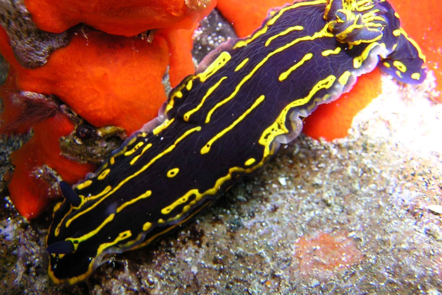 Gran Canaria Scuba Diving for Certified Divers