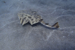 Buceo en Gran Canaria para buceadores certificados