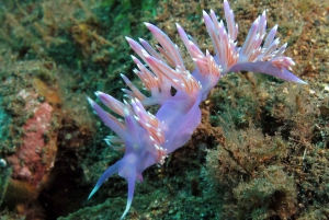 Buceo en Gran Canaria para buceadores certificados
