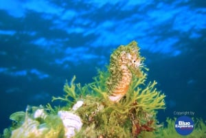 Buceo en Gran Canaria para buceadores certificados