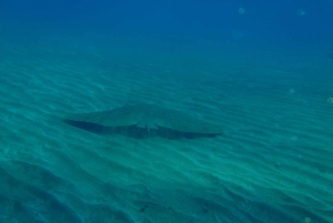 Buceo en Gran Canaria para buceadores certificados