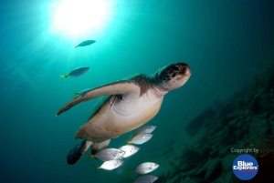 Gran Canaria Scuba Diving for Certified Divers