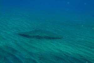 Gran Canaria Scuba Diving for Certified Divers