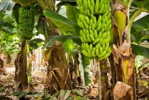 Gran Canaria Tour: Past and Present