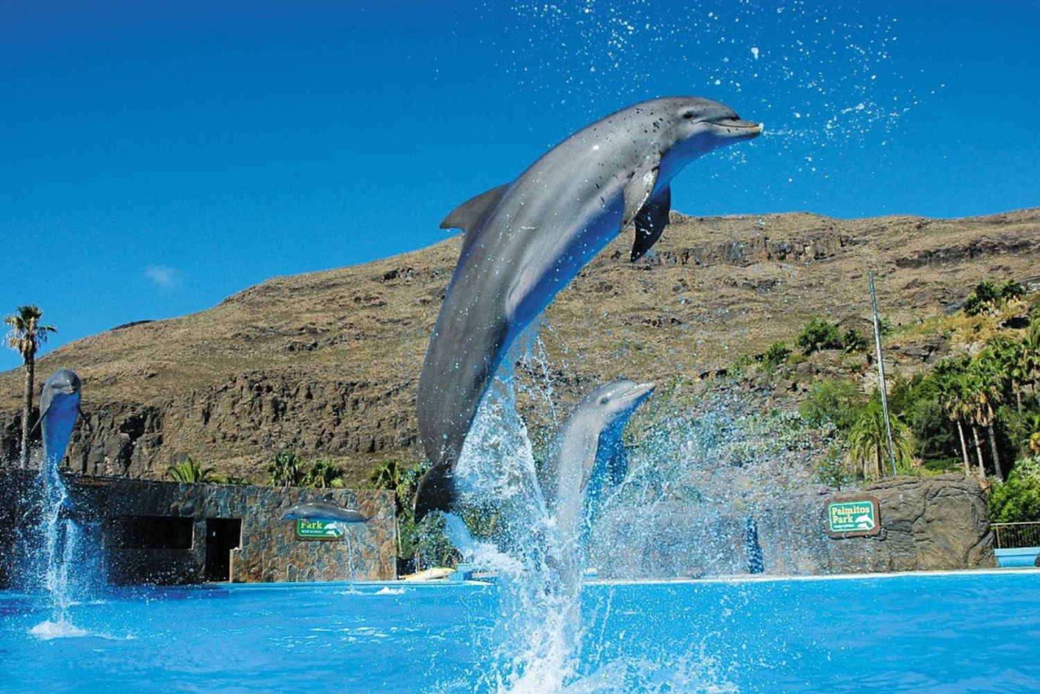 Gran Canaria: Tour to Palmitos Park and Camel Park Fataga