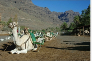 Gran Canaria: Tour al Palmitos Park y Camel Park Fataga