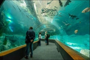 Gran Canaria: Tour to Poema del Mar and Port of Las Palmas