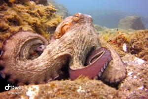 Gran Canaria: Try Scuba Diving for Beginners