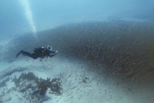 Gran Canaria: Try Scuba Diving for Beginners